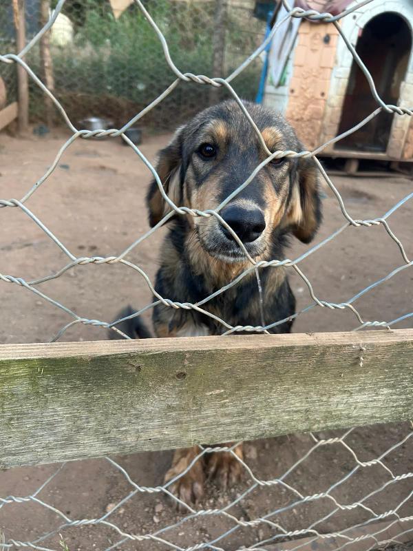 “Argo, il Cucciolo che Aspetta il Suo Lieto Fine” 🐾 Foto 6